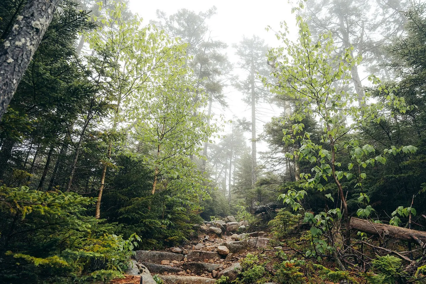 Trail climbing through the forest toward Chocorua