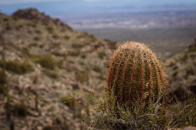 Barrel cactus above the valley at Mesquite Canyon